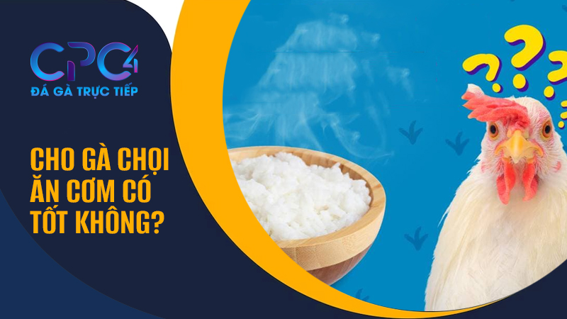 Cho gà chọi ăn cơm có tốt không? Nên cho gà chọi ăn cơm vào lúc nào?