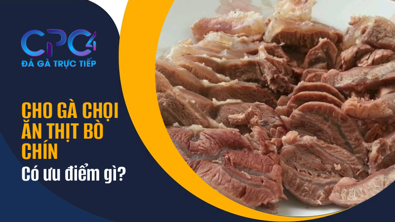 Ưu điểm của việc cho gà chọi ăn thịt bò chín