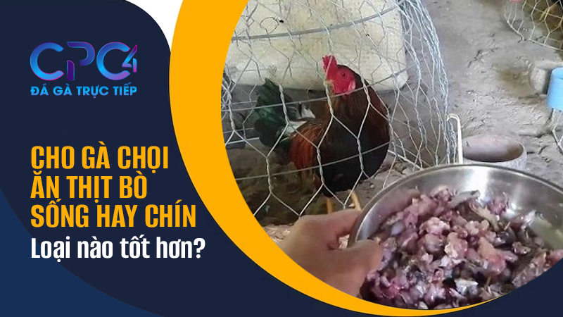 Cho gà chọi ăn thịt bò sống hay chín sẽ tốt hơn?