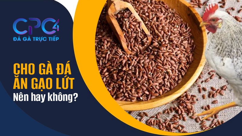 Cho gà đá ăn gạo lứt có tác dụng gì? Gà ăn gạo lứt có tốt không?