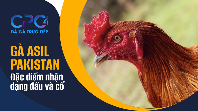 Đầu và cổ gà Asil Pakistan