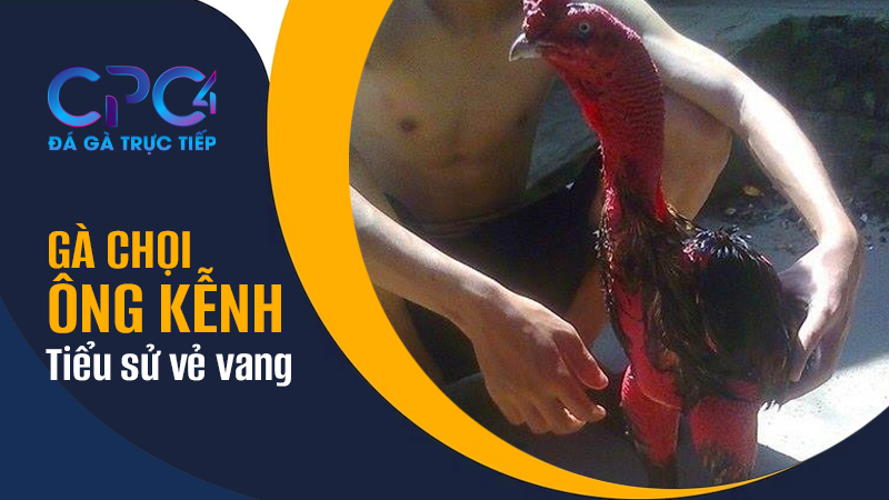 Tiểu sử vẻ vang của gà chọi Ông Kễnh