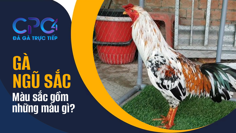 Màu sắc gà ngũ sắc