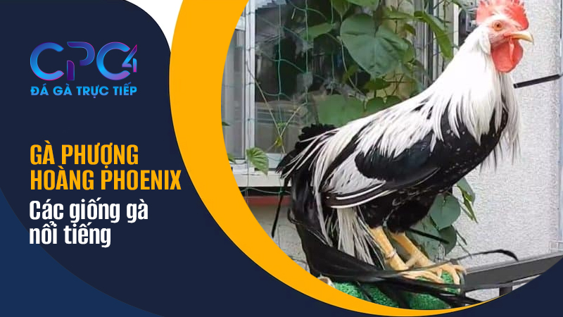 Các giống gà Phượng Hoàng Phoenix nổi tiếng