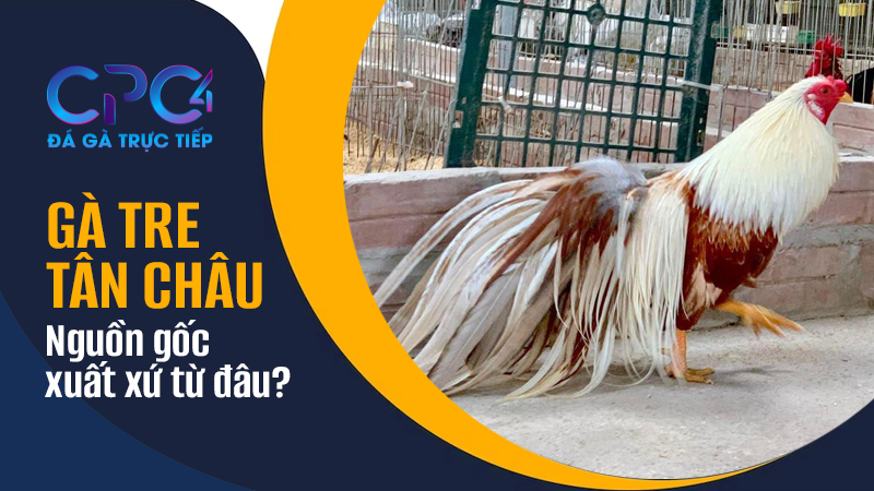 Nguồn gốc của gà tre Tân Châu