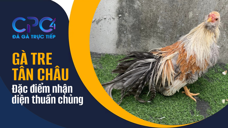 Đặc điểm nổi bật để nhận diện gà tre Tân Châu thuần chủng