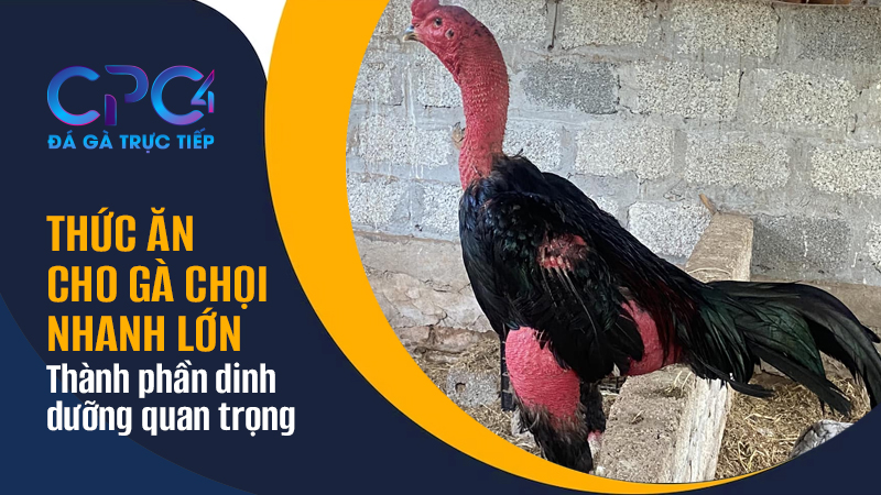 Các thành phần dinh dưỡng quan trọng cho gà chọi