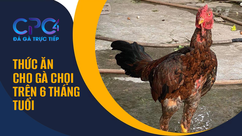 Thức ăn cho gà chọi trên 6 tháng tuổi