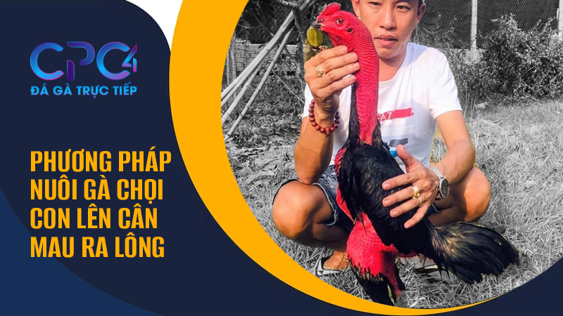 Phương pháp nuôi gà chọi con lên cân mau ra lông