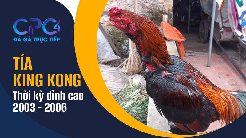 Tía King Kong thời kì đỉnh cao 2003-2006