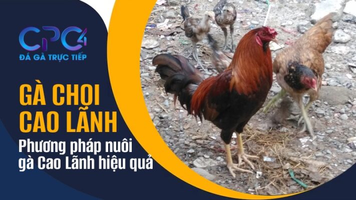 Gà chọi Cao Lãnh | Cách nuôi gà Cao lãnh