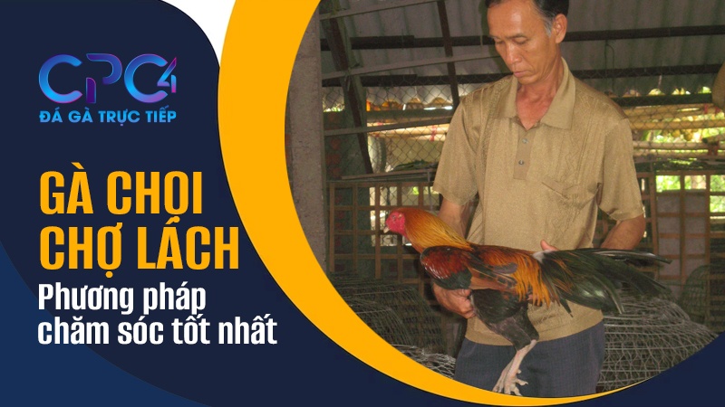 Phương pháp chăm sóc gà chọi Chợ Lách tốt nhất