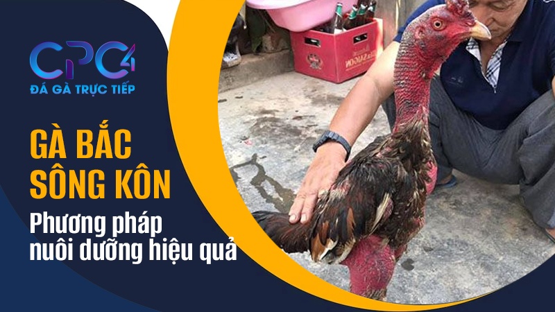 Phương pháp nuôi dưỡng gà chọi Bắc Sông Kôn đạt hiệu quả cao