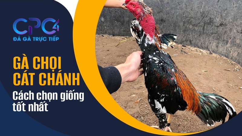 Cách chọn giống gà Cát Chánh Bình Định tốt nhất