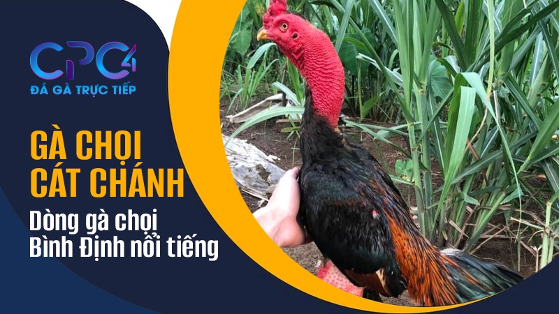 Gà chọi Cát Chánh | Dòng gà chọi Bình Định nổi tiếng