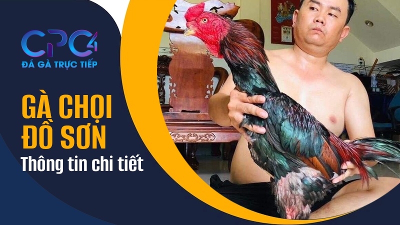 Thông tin về giống gà chọi Đồ Sơn Hải Phòng