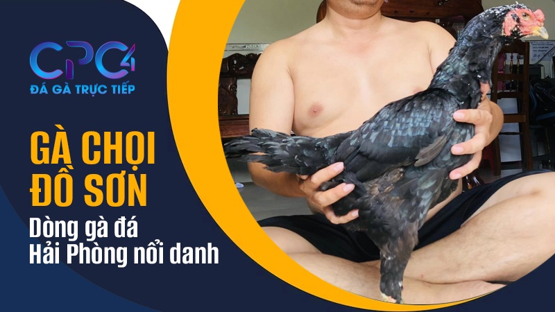 Gà chọi Đồ Sơn | Dòng gà đá Hải Phòng nổi danh