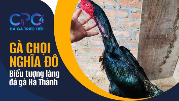 Gà chọi Nghĩa Đô | Biểu tượng làng đá gà Hà Thành