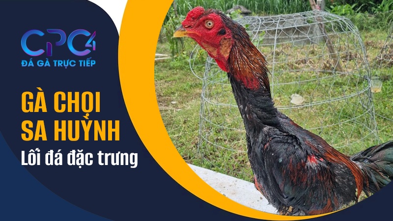 Lối đá đặc trưng của gà chọi Sa Huỳnh