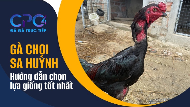 Cách chọn giống gà chọi Sa Huỳnh tốt nhất