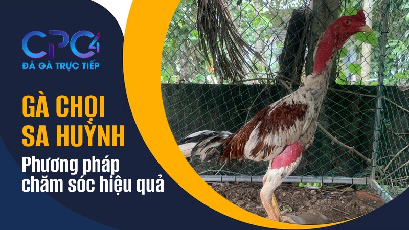 Phương pháp chăm sóc gà chọi Sa Huỳnh đạt hiệu quả cao 