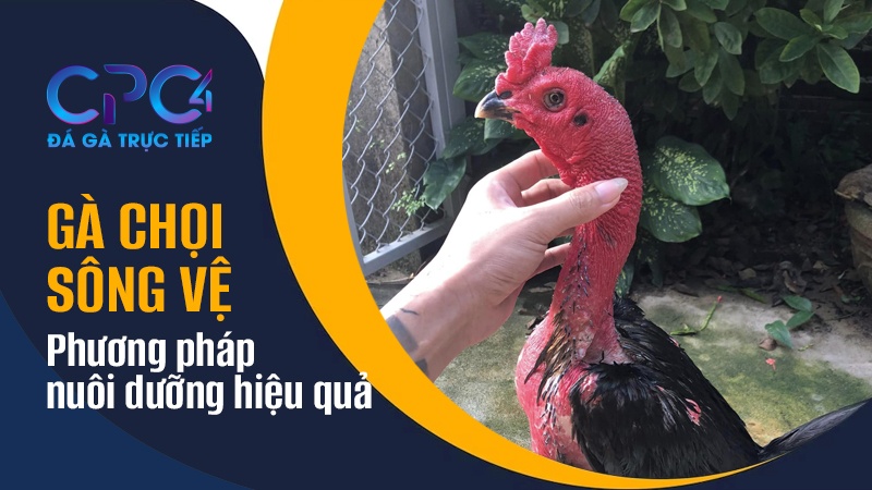 Phương pháp nuôi dưỡng giống gà chọi Sông Vệ tốt nhất