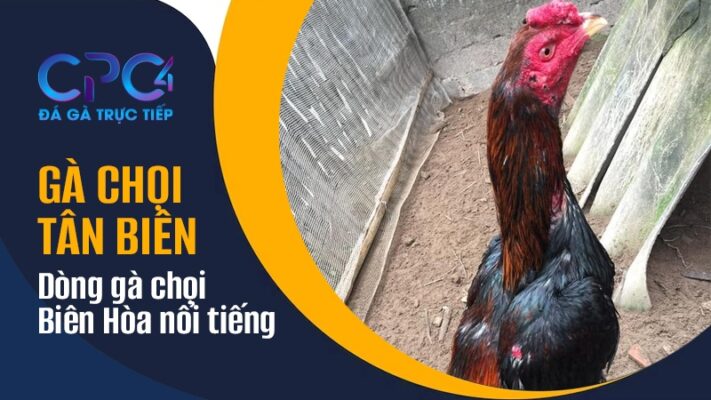 Gà chọi Tân Biên | Dòng gà chọi Biên Hòa máu chiến