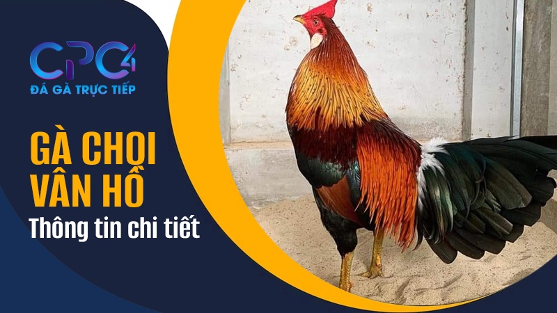 Thông tin chi tiết về giống gà chọi Vân Hồ