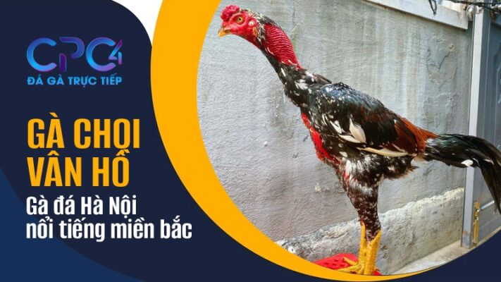 Gà chọi Vân Hồ | Gà đá Hà Nội nổi tiếng miền bắc