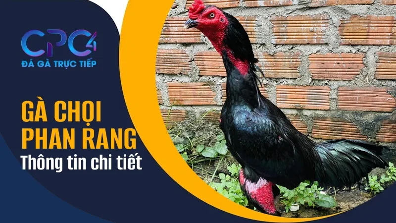 Thông tin chi tiết về giống gà chọi Phan Rang